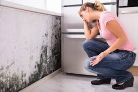 Best Comprehensive Air Testing for Mold Contaminants  in North Caldwell, NJ